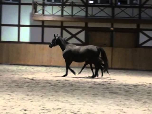 Colt ( Casscare - Le Tot De Semilly - Polydor) Born Apr.2014