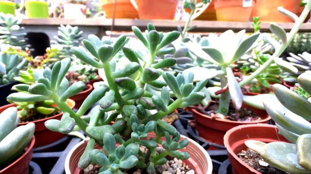Echeveria macdougallii 多肉植物辨識 紅稚兒 смотреть онлайн