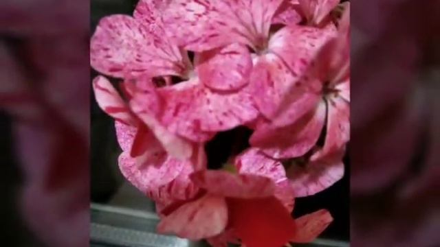 #Pelargonium#Пеларгония#Phong_lữ