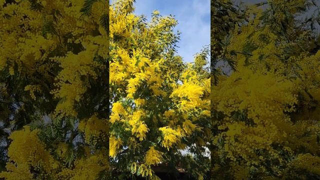 Цветение мимозы# франция#shorts смотреть онлайн