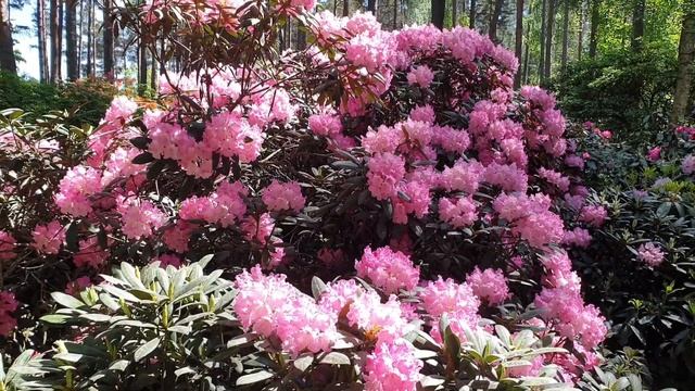 Время цветения рододендронов, 5 июня 2021 г. смотреть онлайн