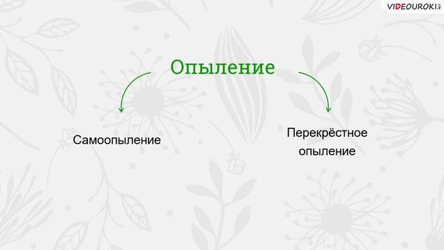 22 Половое размножение покрытосеменных растений смотреть онлайн