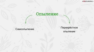 22  Половое размножение покрытосеменных растений