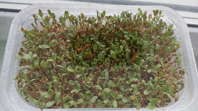 Выращивание микрозелени на кокосовом субстрате. Правила и возможные ошибки. смотреть онлайн