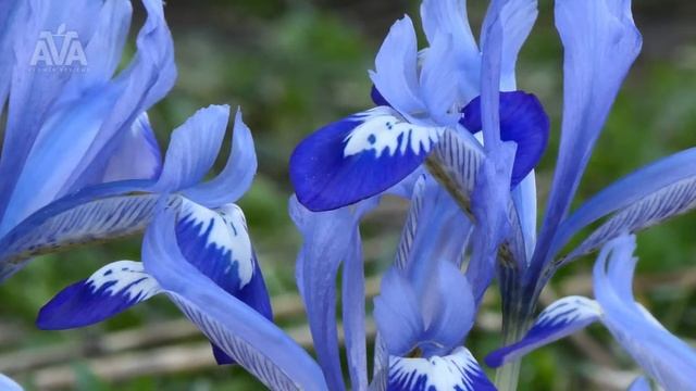 'Clairette' - Iris Reticulata