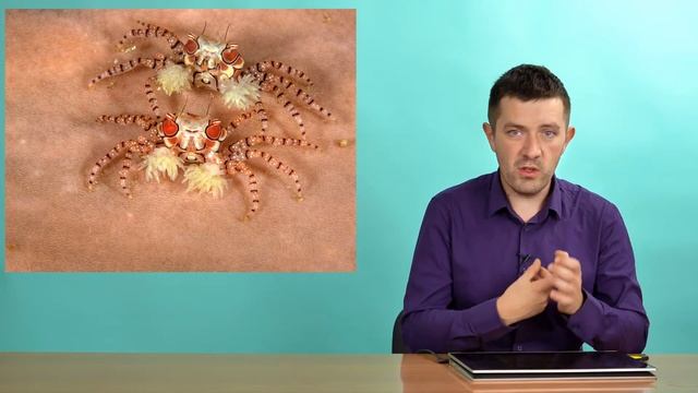 Зоология беспозвоночных. Стрекающие (Часть 2 — Коралловые полипы) смотреть онлайн