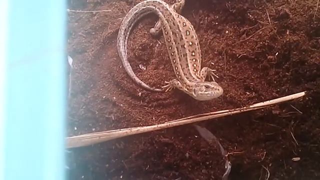 Как вылупляются мухи-хухи?!? смотреть онлайн