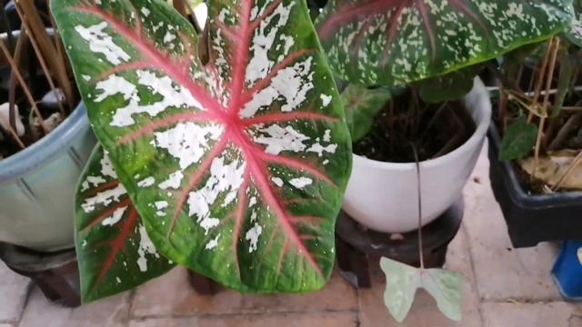 Caladium tapestry, white christmas, Red Flash. Keladi смотреть онлайн