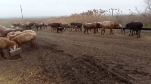 Мясная порода овец в России