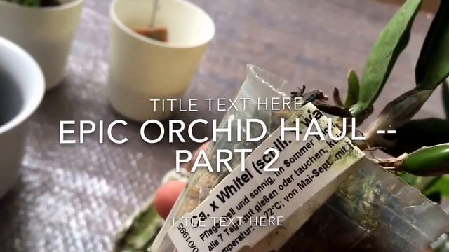 Epic orchid haul from Schwerter -- part 2 смотреть онлайн