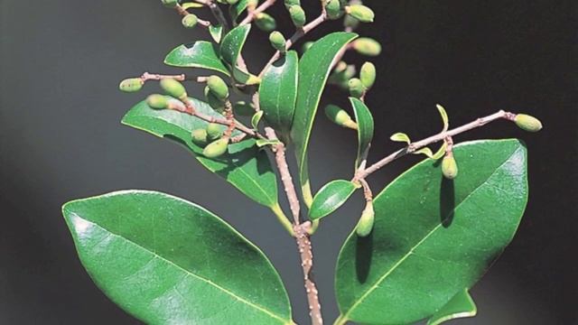 Ligustrum Japonicum смотреть онлайн