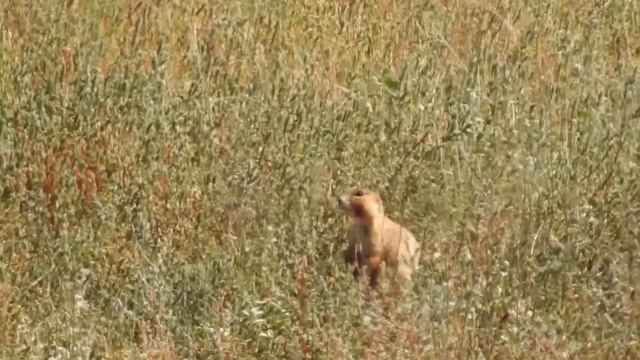 Prairie dog hunt slow motion смотреть онлайн