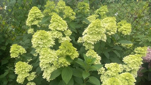 КАКУЮ ГОРТЕНЗИЮ ВЫБРАТЬ? смотреть онлайн