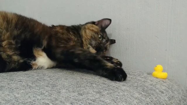 Кошка и утенок ➄