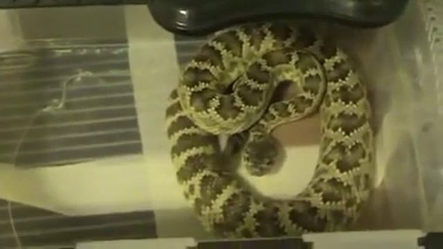 ГРЕМУЧАЯ ЗМЕЯ ГРЕМИТ ПОГРЕМУШКОЙ