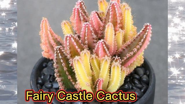 RARE SUCCULENT AND CACTUS PLANTS WITH NAMES/MARGIE PULIDO VLOGS смотреть онлайн
