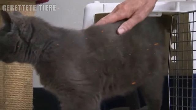 Polizei findet Katze in Müllsack am Straßenrand смотреть онлайн