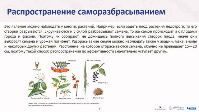 Биология. Распространение плодов и семян смотреть онлайн