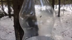 ВЕСНА В ЛЕСУ