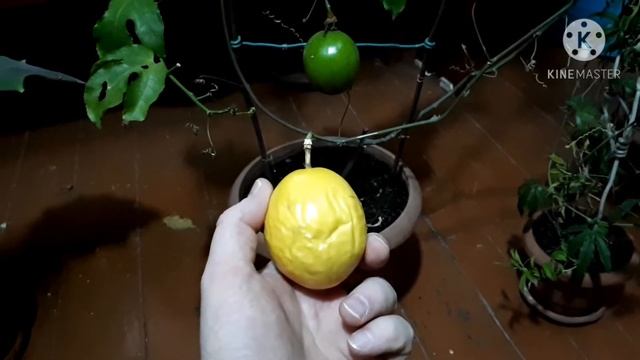 Passiflora Flavicarpa.Пассифлора Флавикарпа дала плоды смотреть онлайн