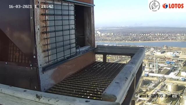 Ster Ma Latane Lotos Gdańsk 16.03.2021