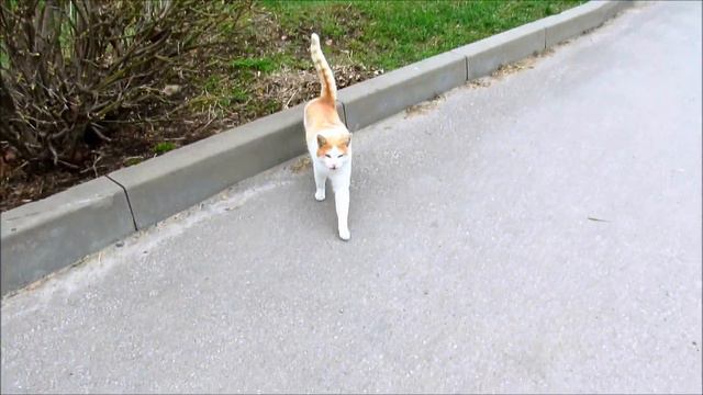 Представители кошачьих в зоопарке. 10.04.21 г.