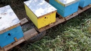 Обработка пчел Бисанаром....