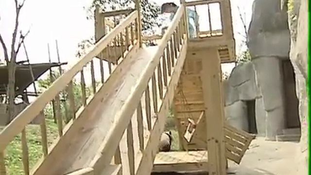 funny pandas new. Панды съезжают с горки. Смешные панды. смотреть онлайн