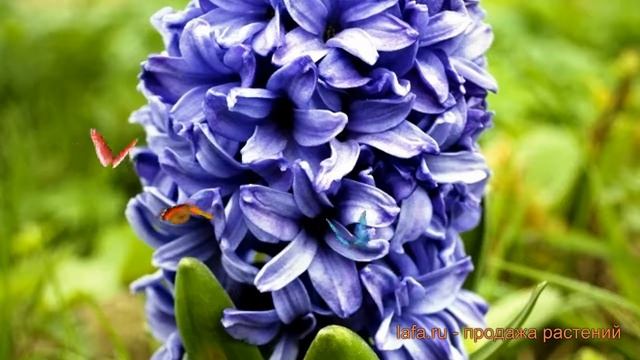 Гиацинт садовый Аида (hyacinthus Giatsint-sadovyy) ? Аида обзор: как сажать, луковицы гиацинты Аида