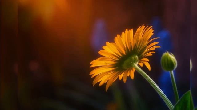 Сергей Есенин - Несказанное, синее, нежное смотреть онлайн