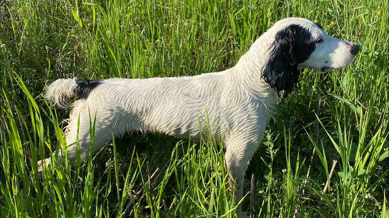 Победное выступление на Всероссийских состязаниях спаниелей по полевой и б/л дичи. РОС Ар-Луна 2022 смотреть онлайн