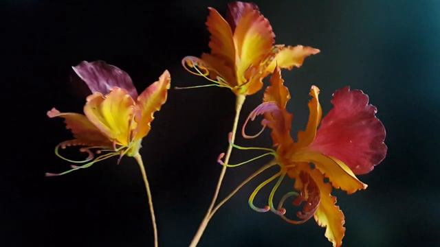 Райская орхидея из фоамирана. Foam EVA orchid. смотреть онлайн