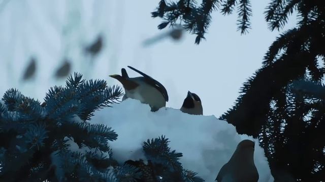 Свиристели кушают ягоды и снег. смотреть онлайн