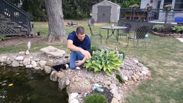 What Your Pond UV Light Won't Do смотреть онлайн
