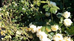 Плетистая роза Эльф.