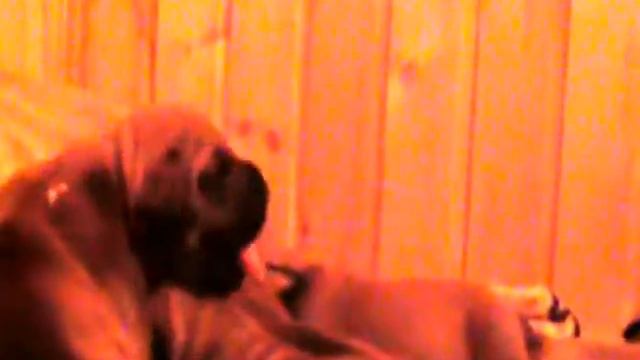 Южноафриканский бурбуль. Питомник " Войс Вельд" смотреть онлайн