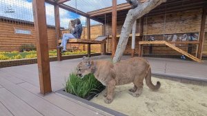 Непростительная ошибка пумы Месси!