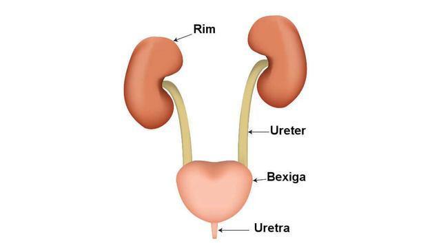 Sistema Urinário