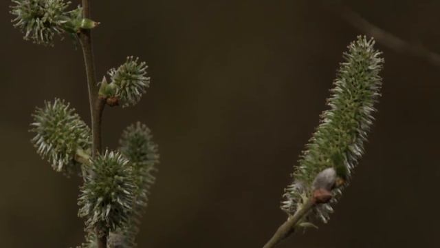 Goat willow - sallow flowers - Salix caprea смотреть онлайн
