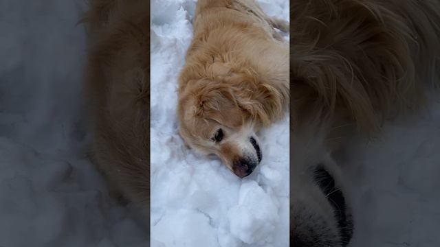 Лежу, отдыхаю!#животные #собака #собаки#doglovers #retriever #labrador смотреть онлайн