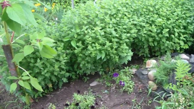 Шаровидная ХРИЗАНТЕМА   Выращивание в горшках   Мобильная КЛУМБА