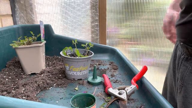 How To Propagate Verbena Homestead Purple, Propagating Verbena From Cuttings, Plant Propagation смотреть онлайн