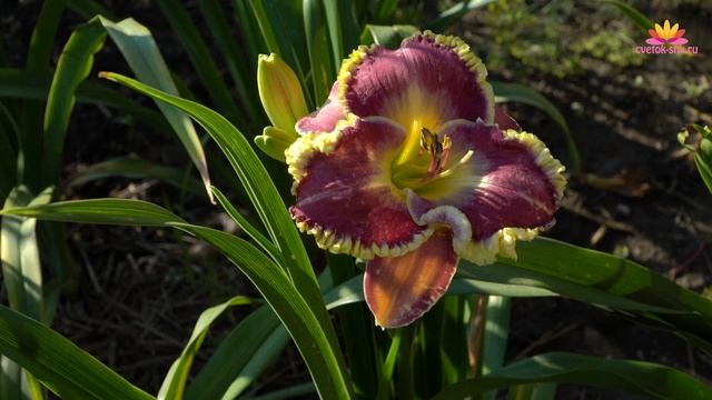 Лилейник Sp. Better Late. Июнь 2018 смотреть онлайн