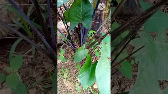 This giant taro is delicious#short смотреть онлайн