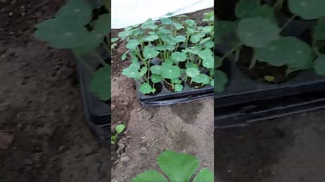 Как быстро утеплить теплицу /Теплица / Рассада в теплице