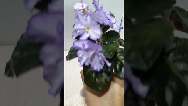 Фиалка стандартная РМ-Хрустальный перезвон. Обзор. смотреть онлайн