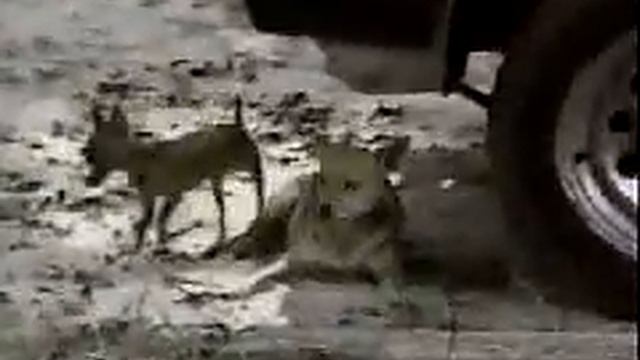 Dogs / Собаки смотреть онлайн