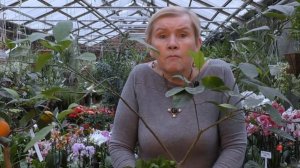 Цитрусовые.