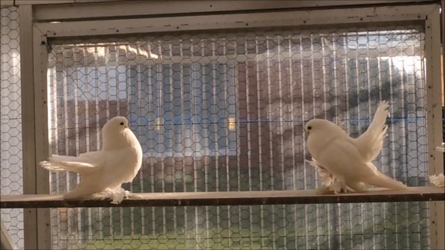 Статные Голуби (Tauben)