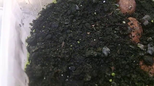 № 2 Всходы семян пальмы Germination of palm seeds смотреть онлайн
